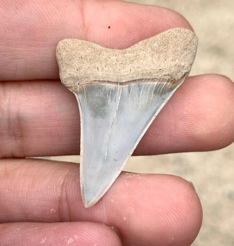 Fossil Carcharodon hastalis - Virginia