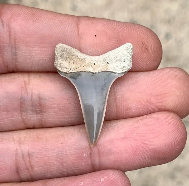 Fossil Carcharodon hastalis - Lee Creek Mine