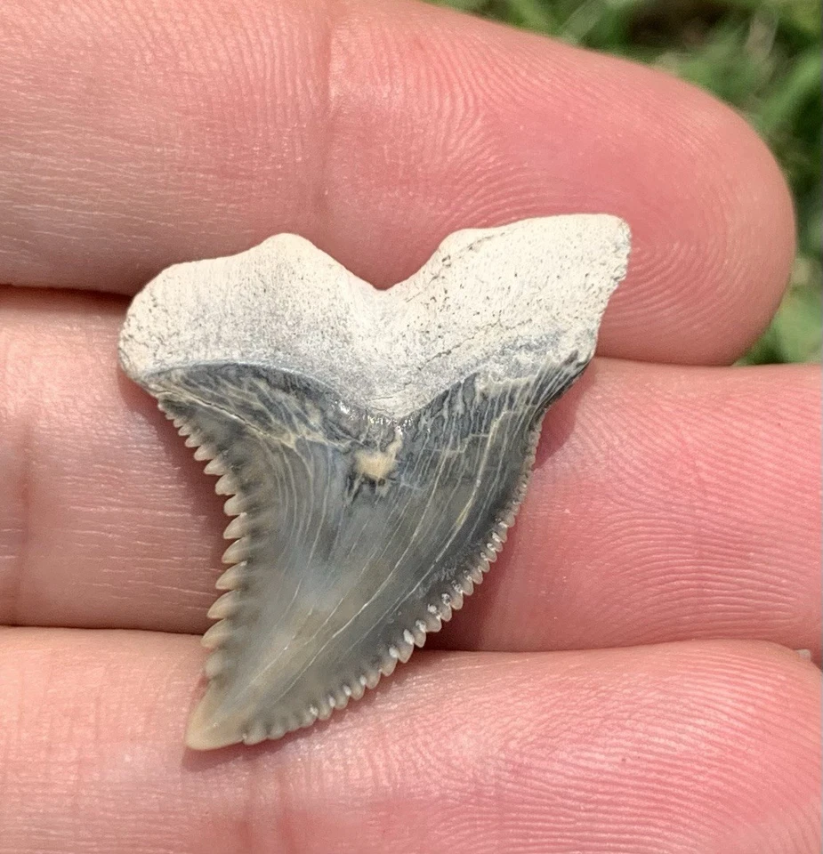Fossil Hemipristis serra - Lee Creek Mine