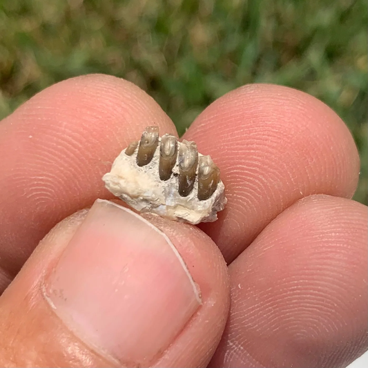 Fossil Rabbitupper Palate, Palaeolagus