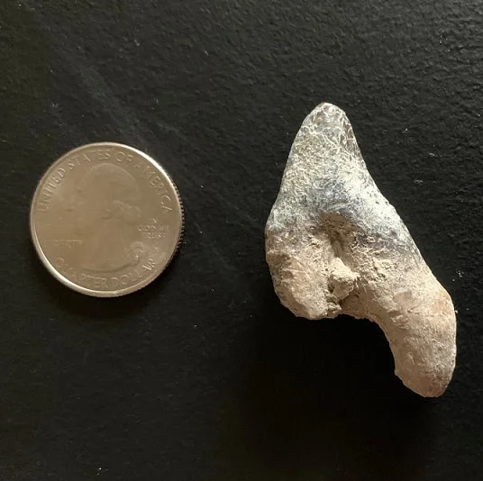 Archaeotherium Premolar Tooth