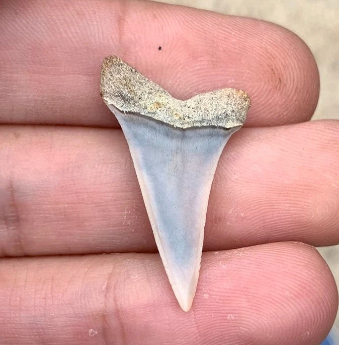 Fossil Carcharodon hastalis - Bakersfield California