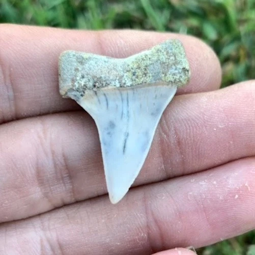 Fossil Carcharodon hastalis - Bakersfield California
