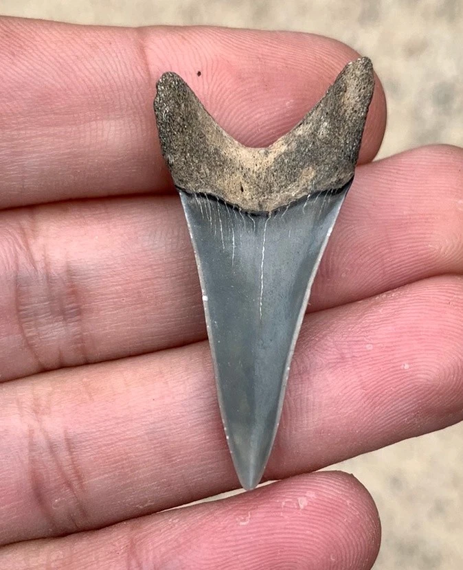 Fossil Carcharodon hastalis - Virginia