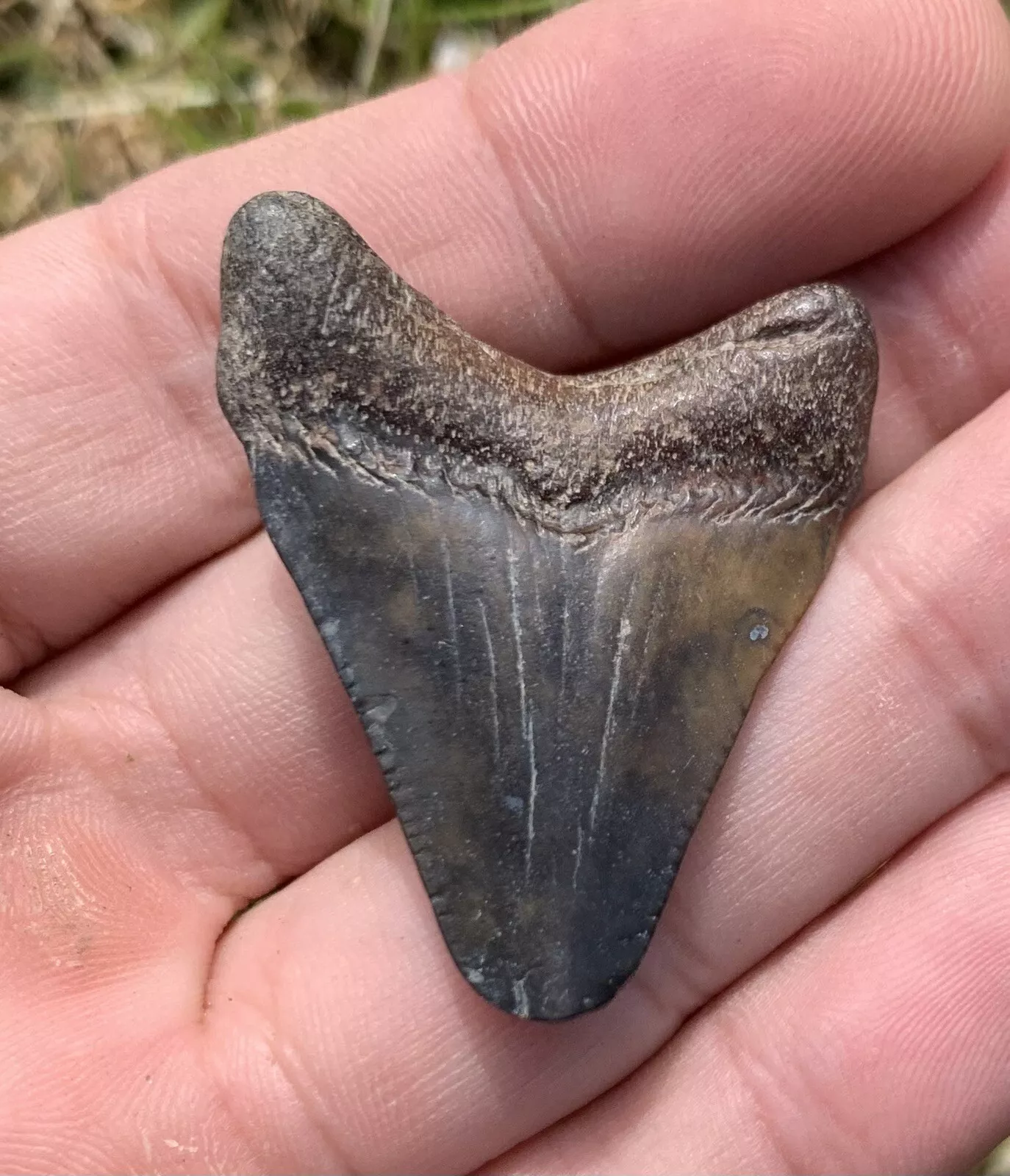 1.6” Otodus Megalodon - Virginia