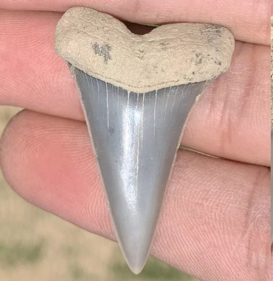 1.64” Carcharodon hastalis - Virginia