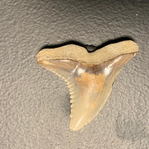 Fossil Upper Jaw Hemmipristis serra Shark Tooth