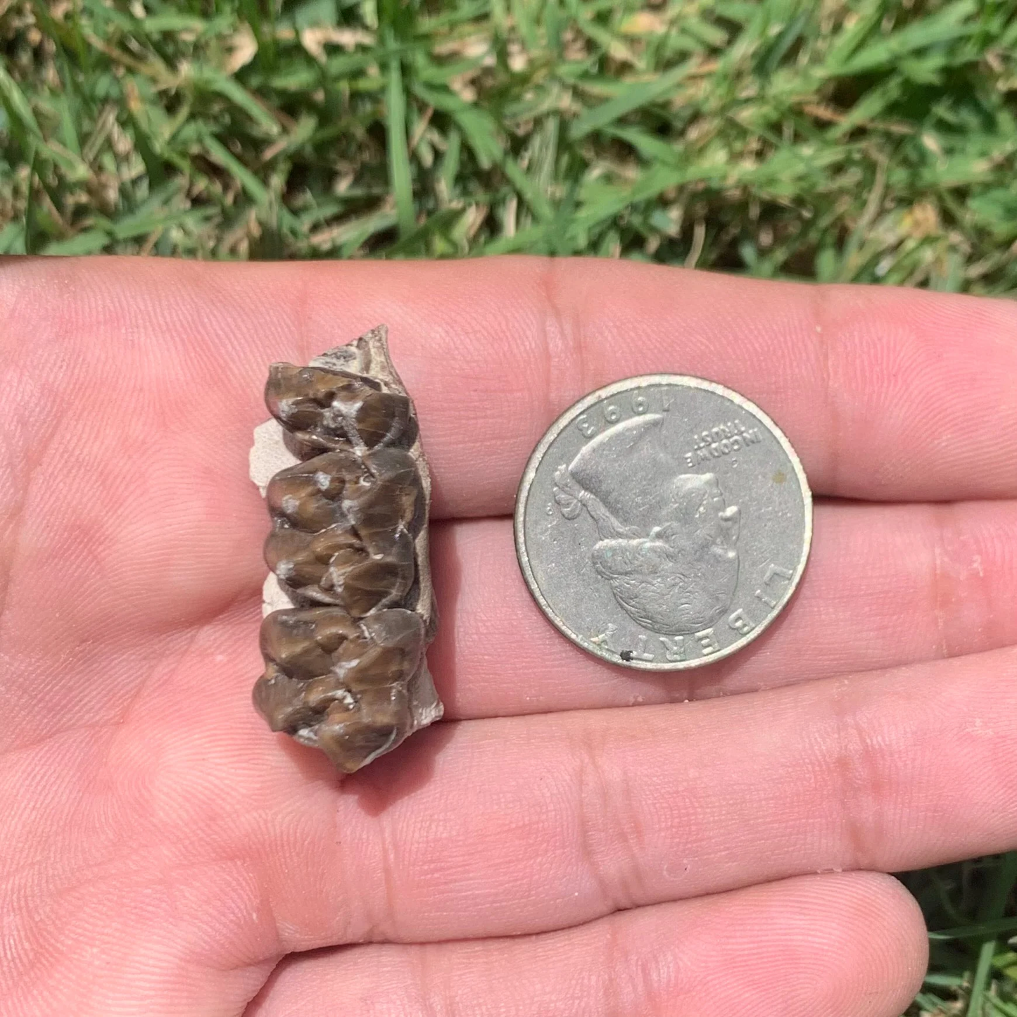 Fossil Horse Palate Section, Mesohippus bairdi,  Nebraska