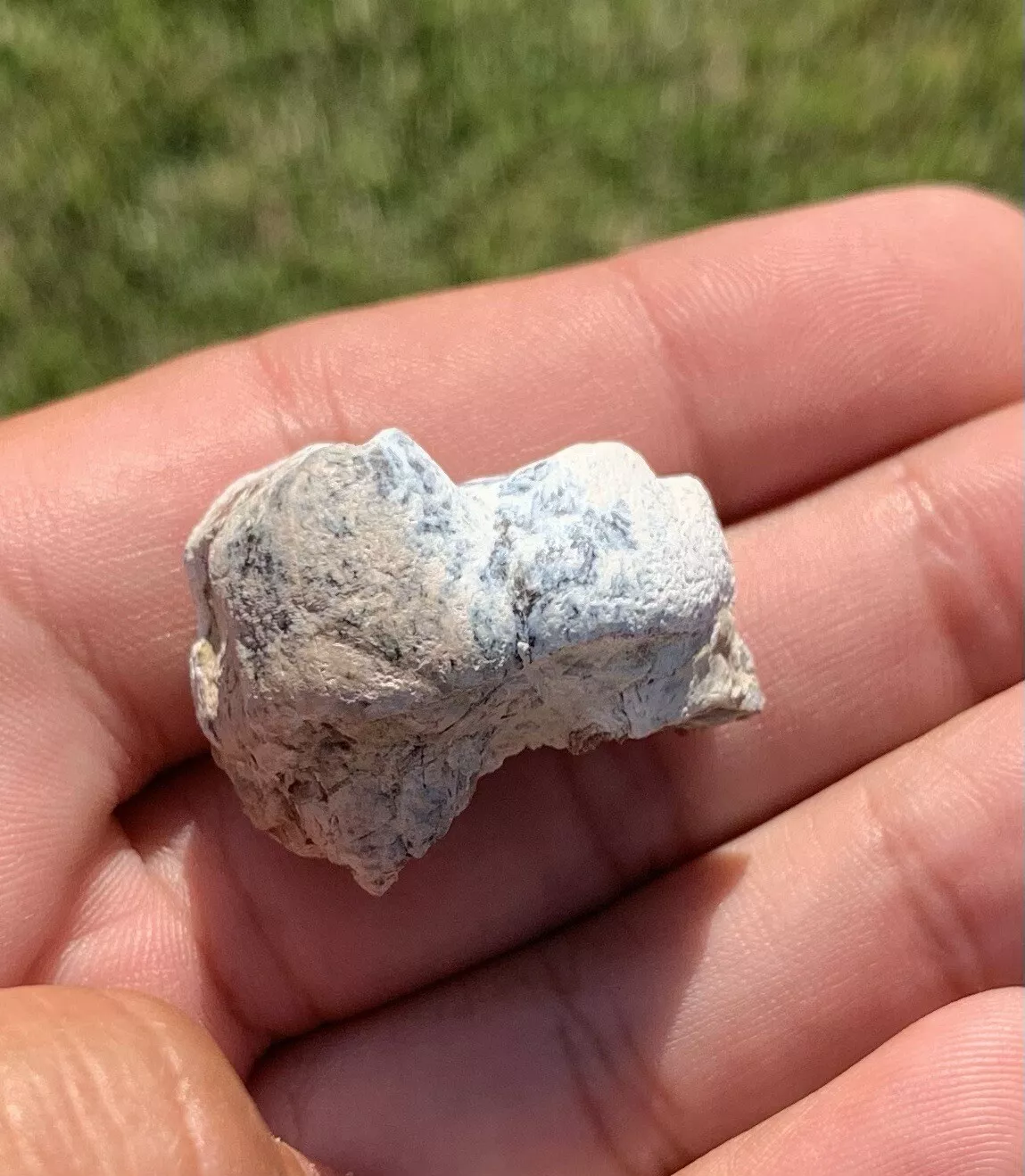 Archaeotheroum Molar, Hell Pig, White River Badlands