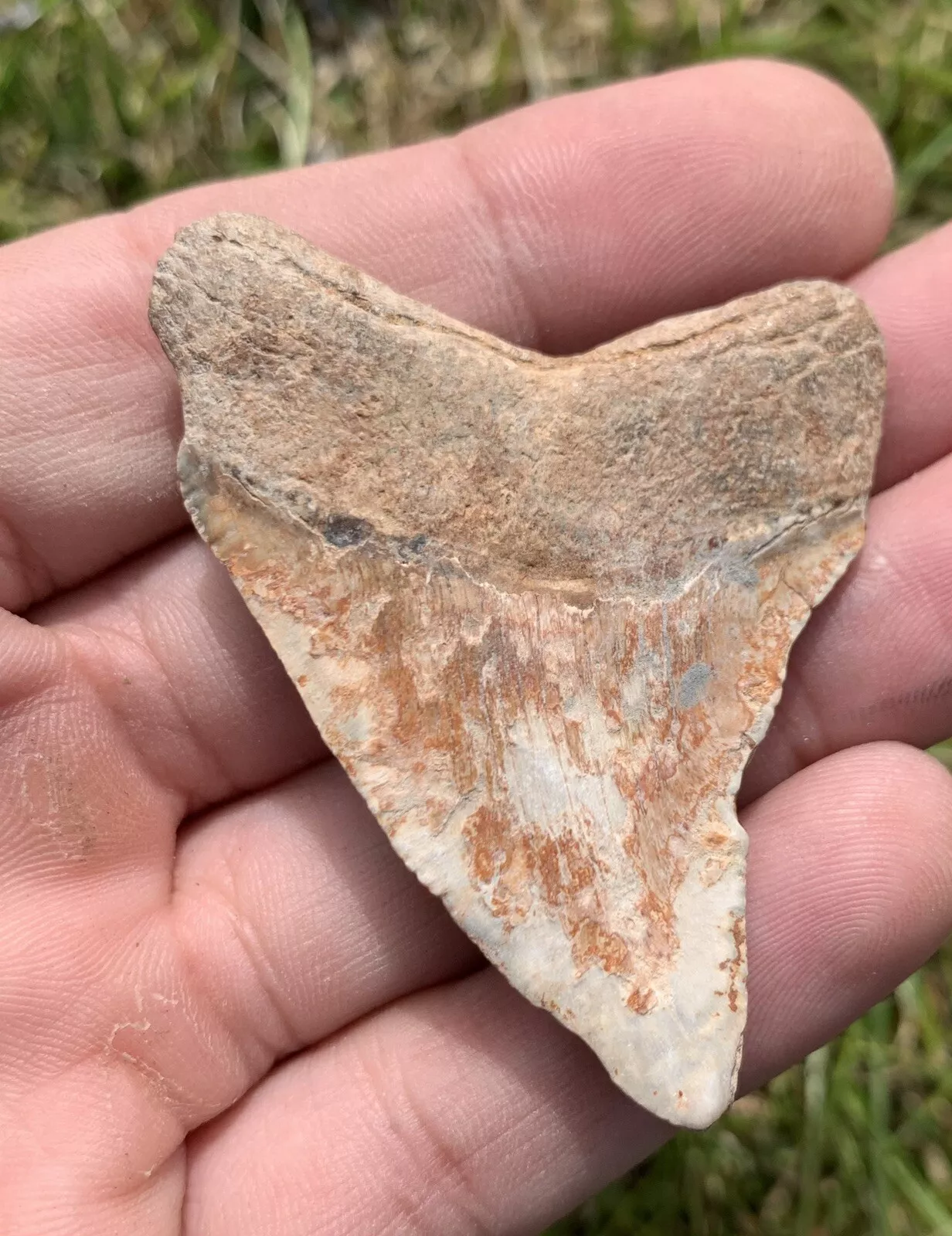 2.33” Otodus Megalodon - Virginia