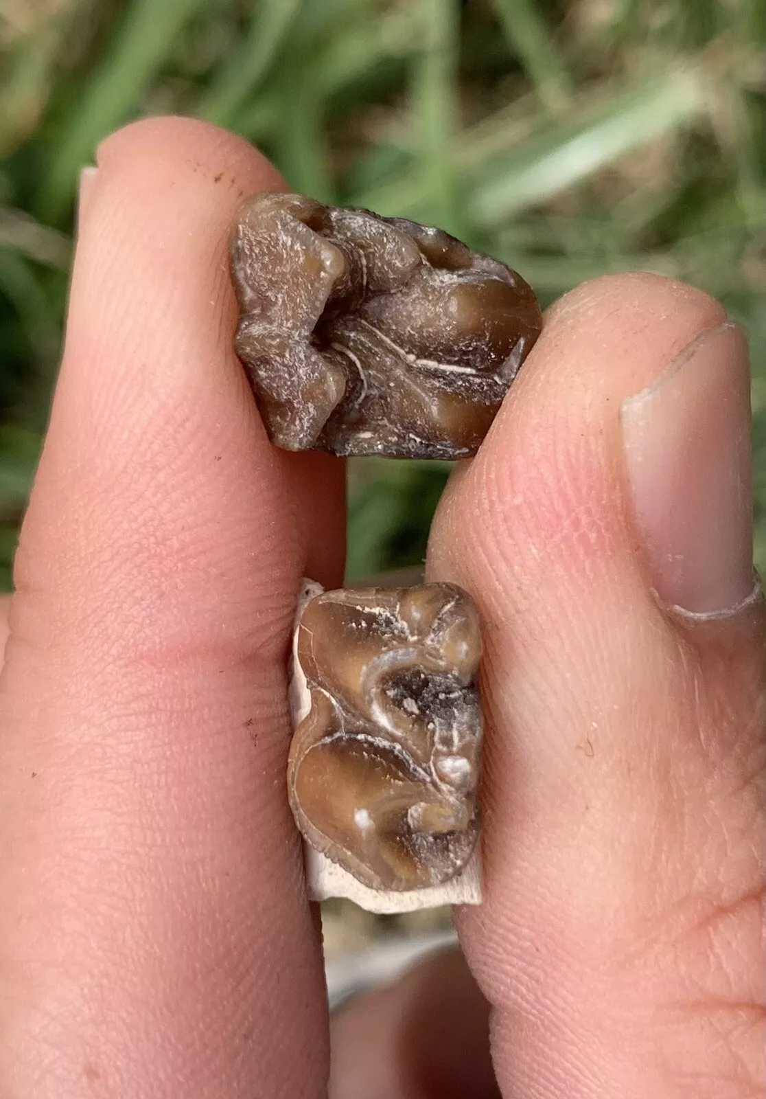 Fossil Horse Teeth, Mesohippus, Upper & Lower