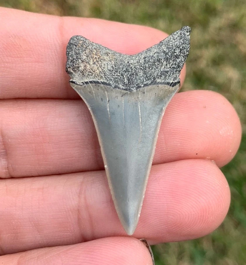 Fossil Carcharodon hastalis - Virginia