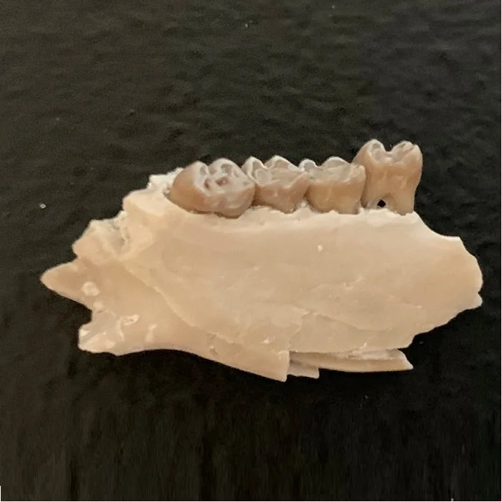 Ischyromys Squirrel Jaw