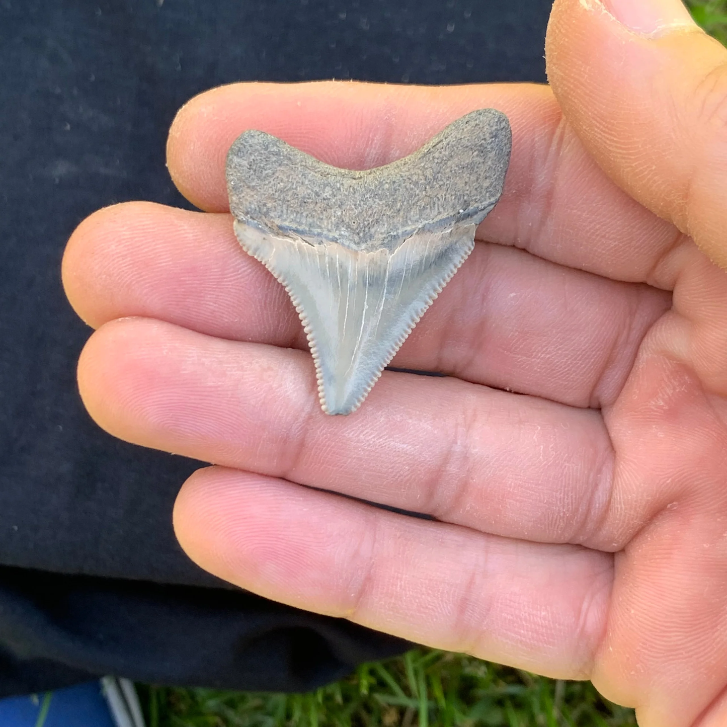 1.62” Otodus Megalodon - Maryland