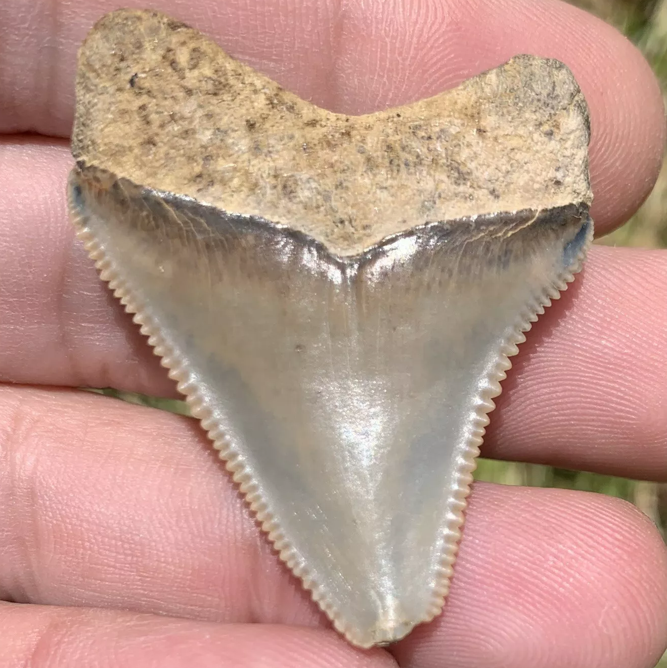 1.69” Otodus Megalodon - Maryland