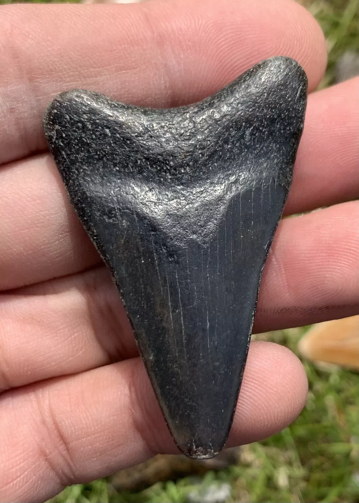 2.1” Otodus Megalodon - Virginia