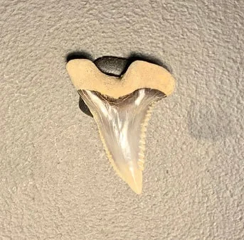 Fossil Hemiprisitis serra Upper Anterior Tooth