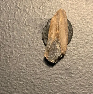 Edmontosaurus Dinosaur Tooth, Hell Creek Formation SD, Hadrosaur, Duck-billed