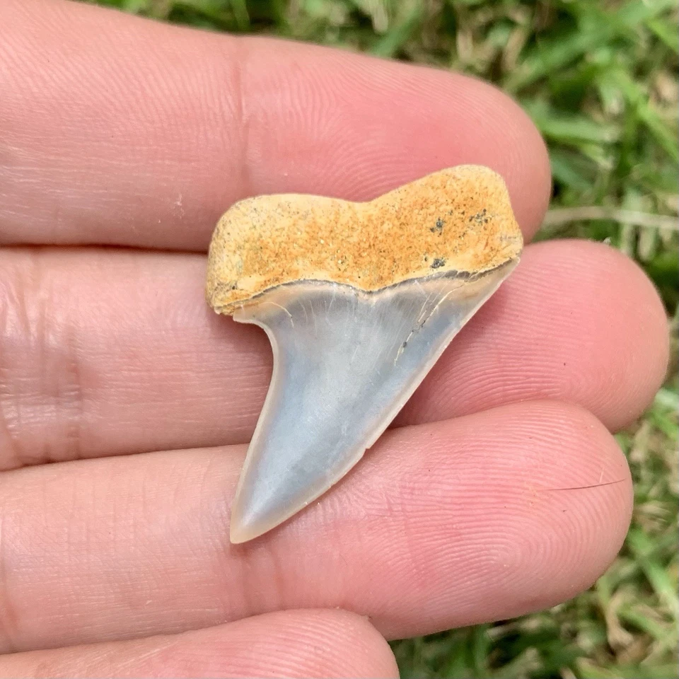 Fossil Carcharodon planus - Bakersfield California