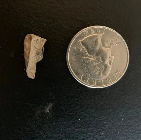 Triceratops Tooth From The Hell Creek Formation Of South Dakota