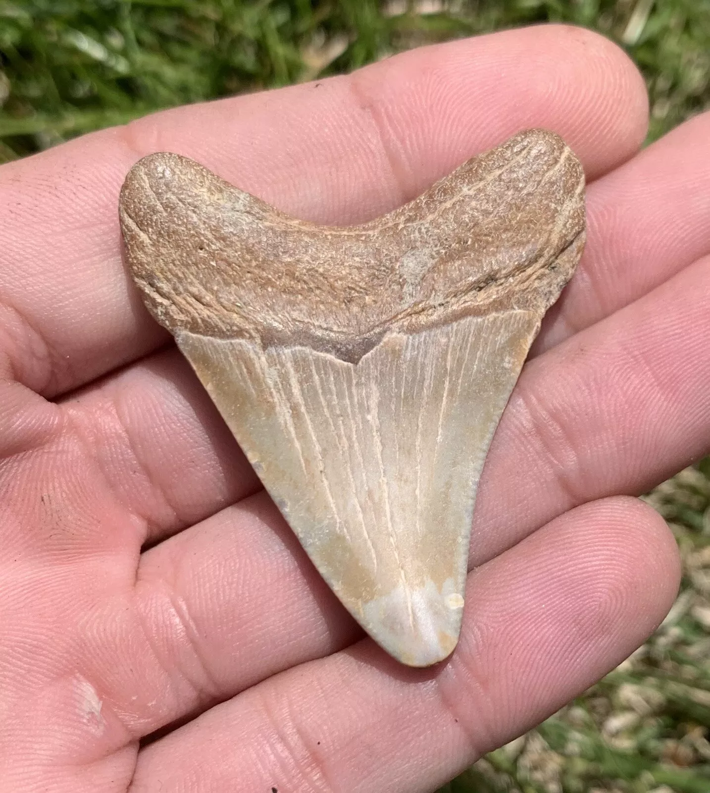 2” Otodus Megalodon - Virginia