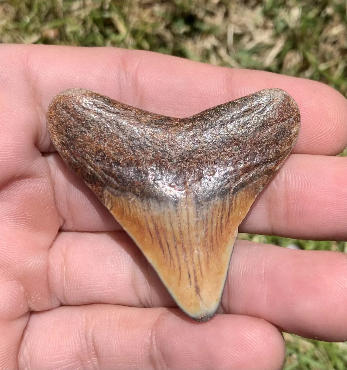 2" Otodus megalodon - Virginia