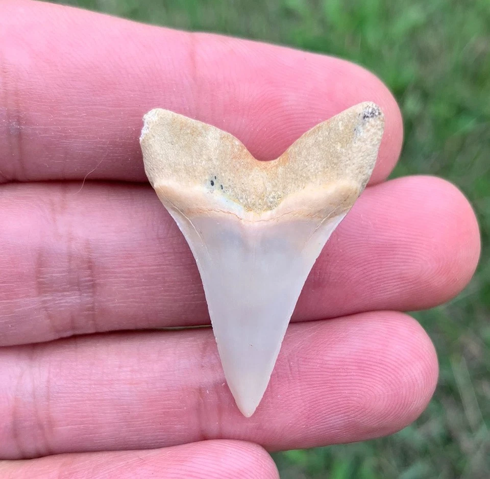 Fossil Carcharodon planus - Bakersfield California