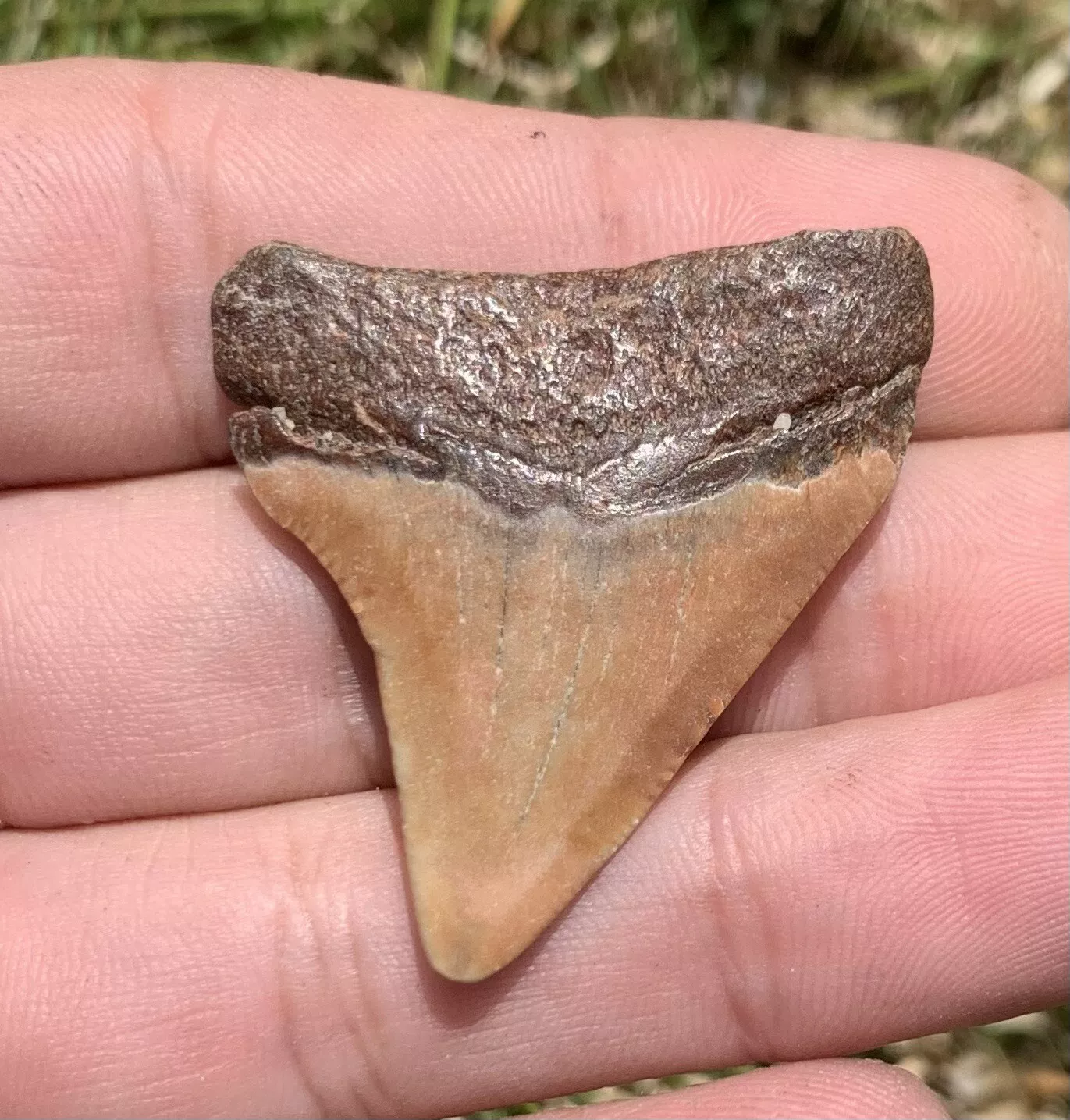 1.6” Otodus Megalodon - Virginia