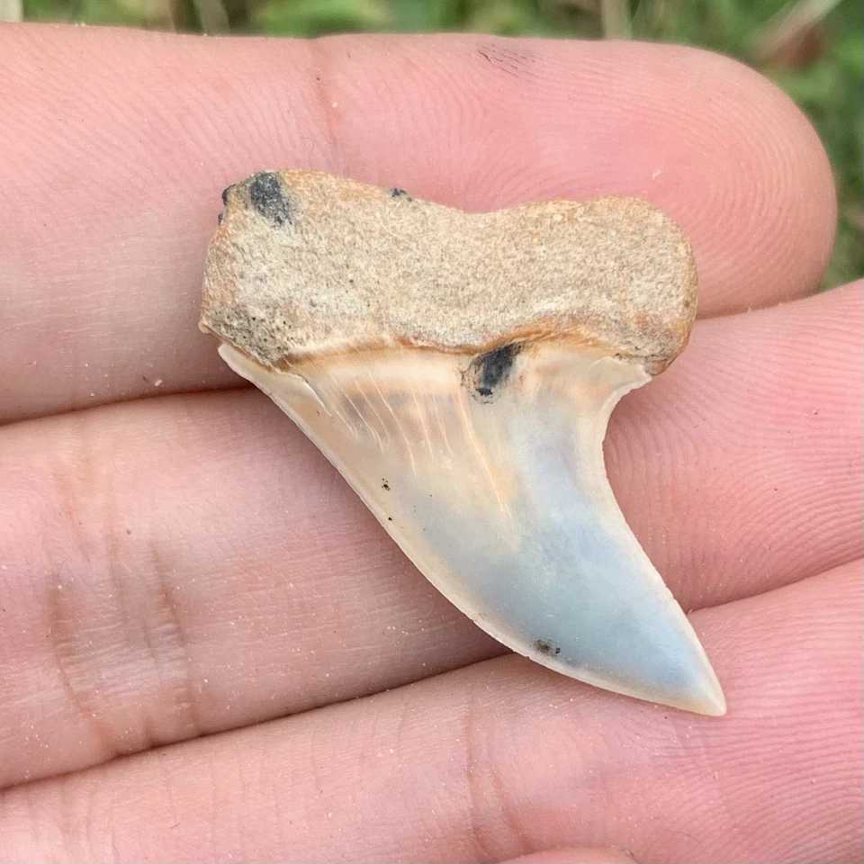 Fossil Carcharodon planus - Bakersfield California