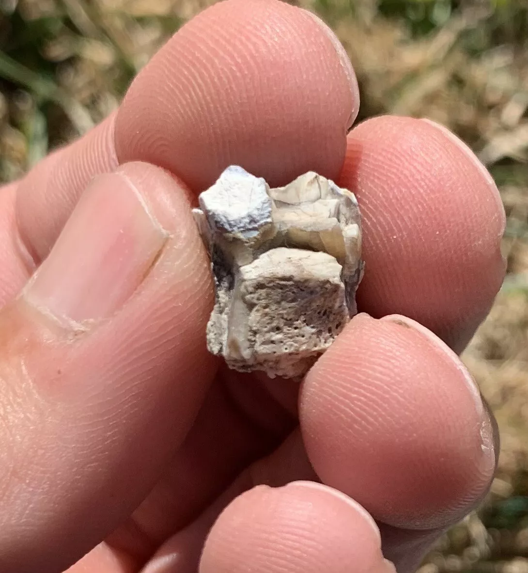 Fossil Horse Palate With Tooth, Mesohippus