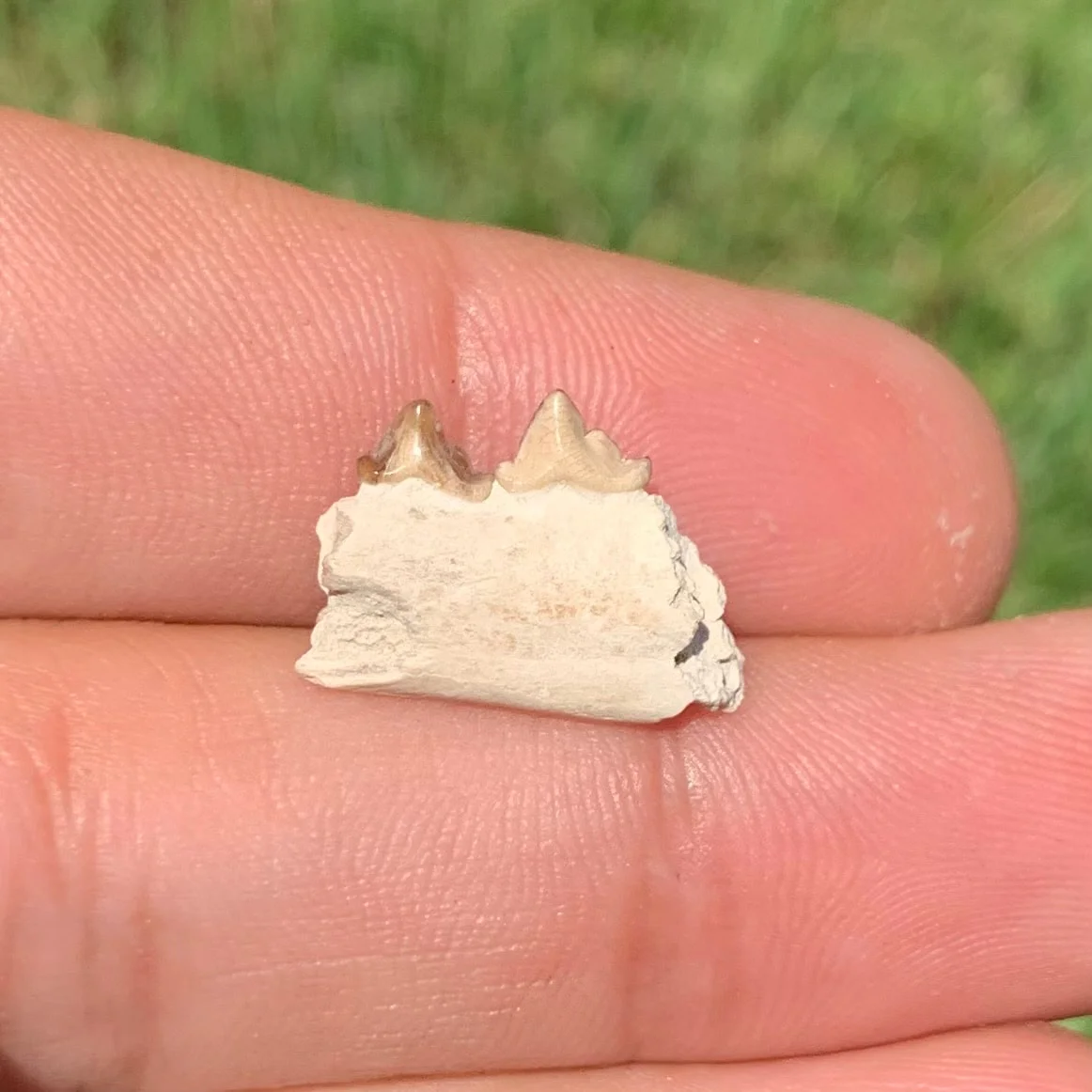 Fossil Dog Jaw, Hesperocyon, Nebraska