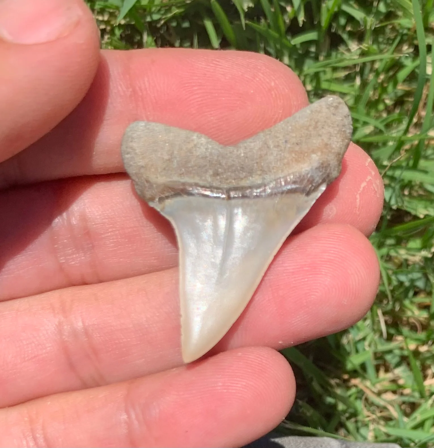 1.7” Carcharodon hastalis - Lee Creek Mine