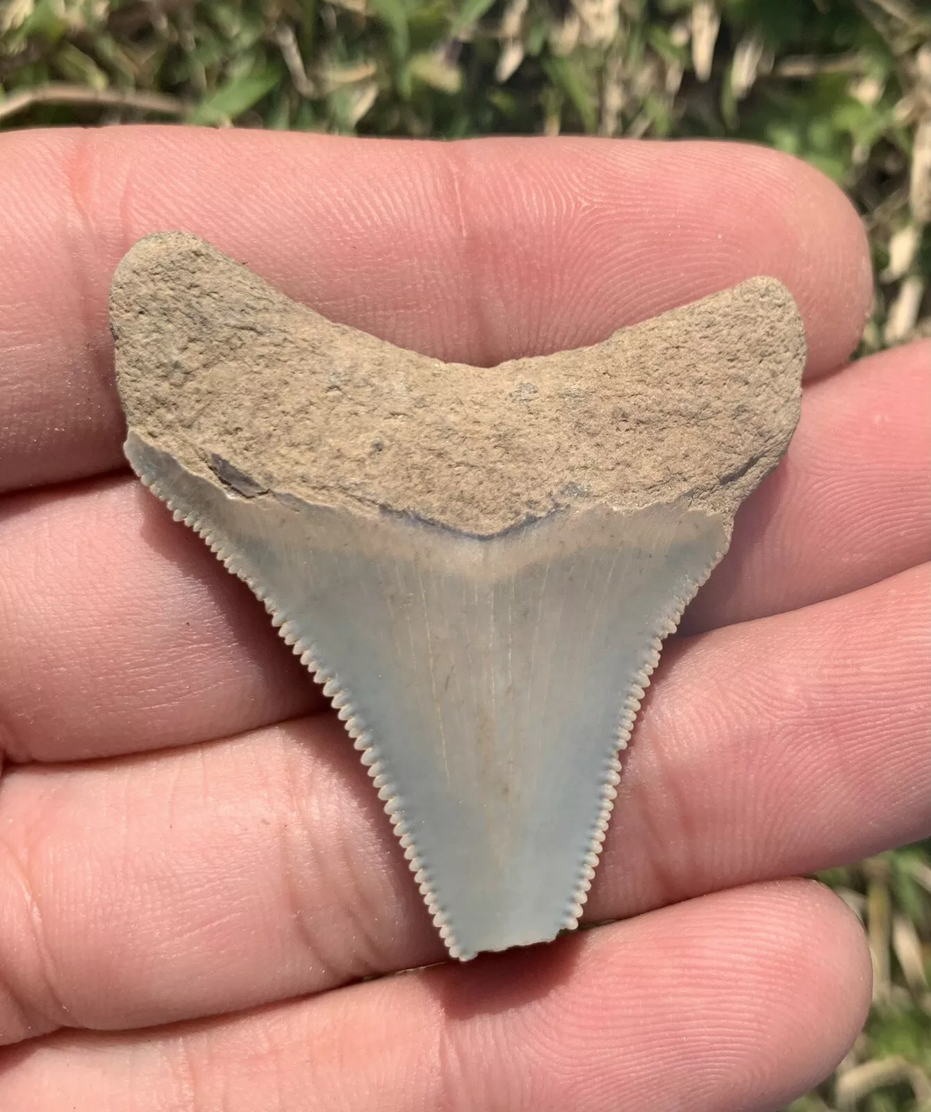 1.67” Otodus Megalodon - Maryland