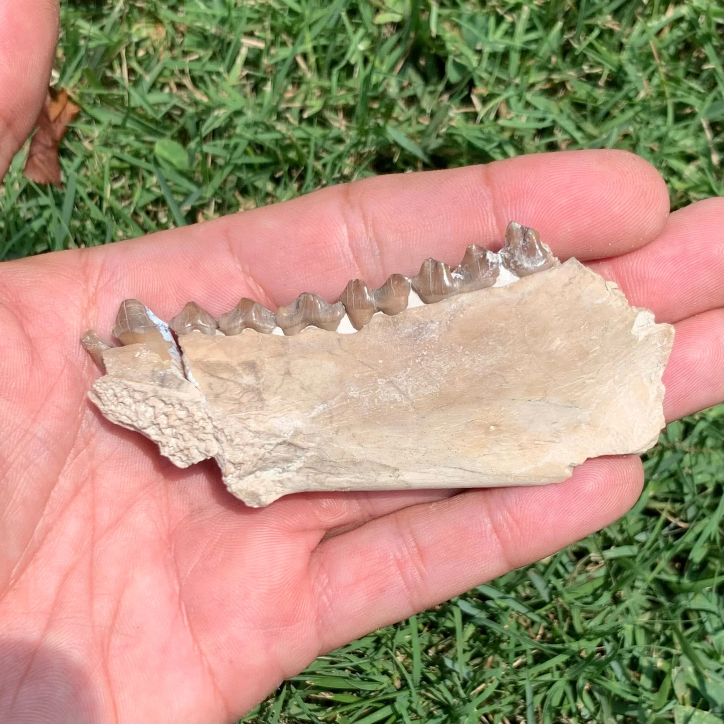 Oreodont Lower Jaw