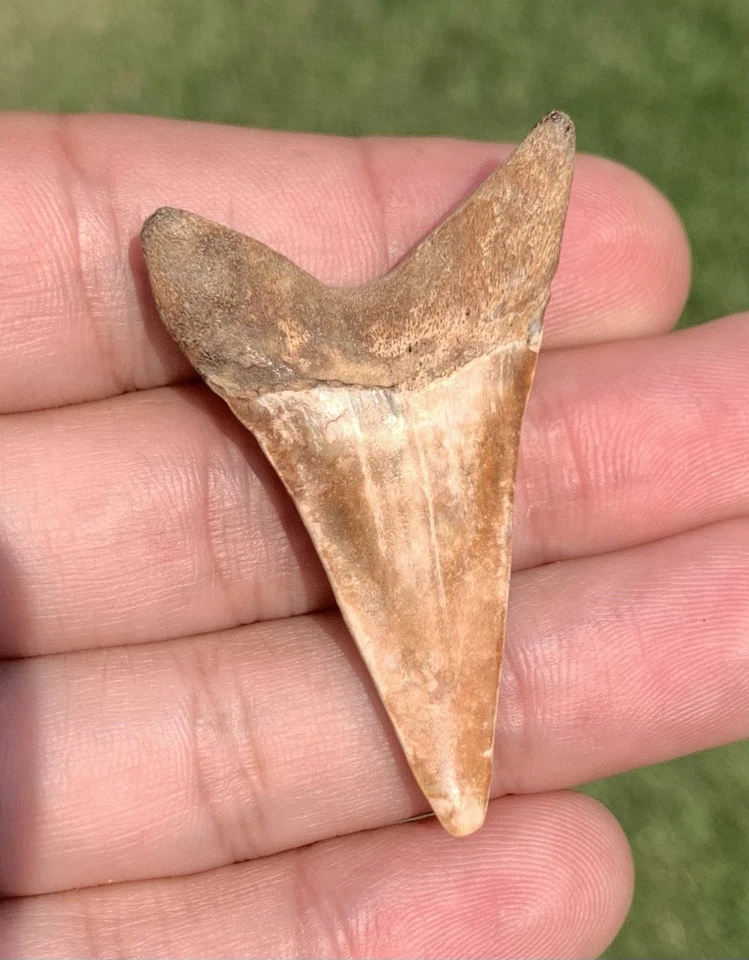 Fossil Carcharodon hastalis - Virginia