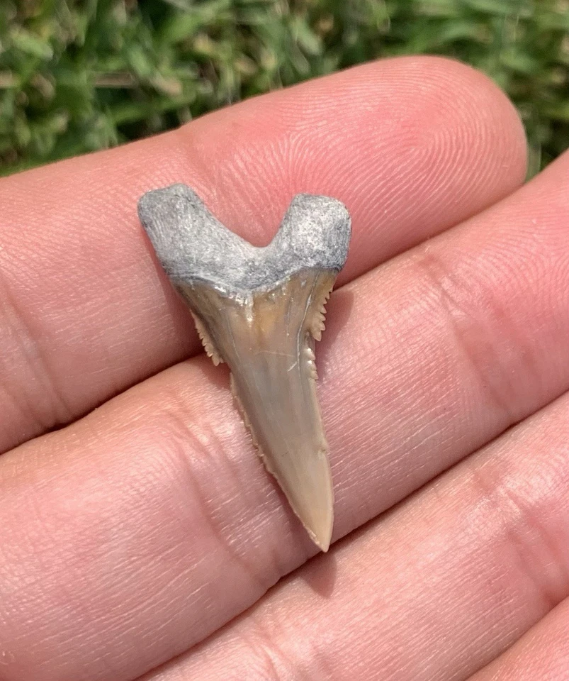 Fossil Hemipristis serra - Lee Creek Mine