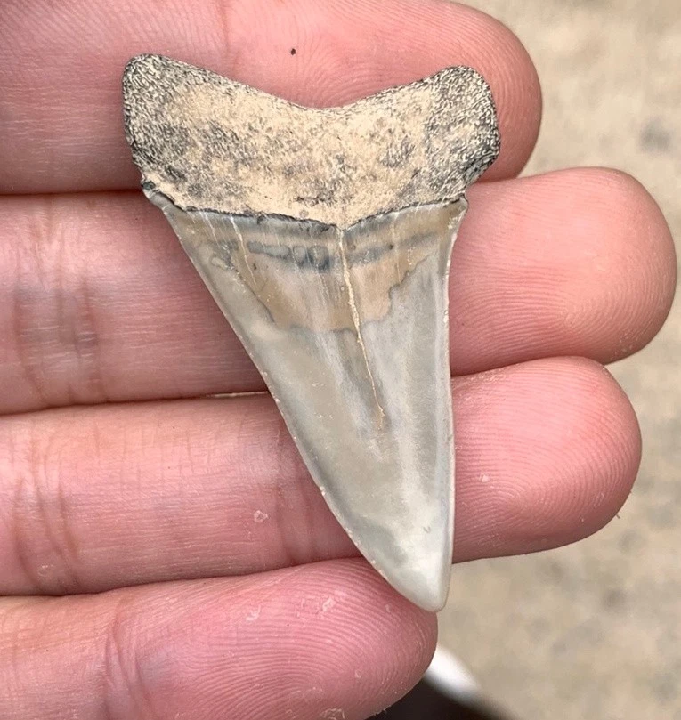 Fossil Carcharodon hastalis - Virginia