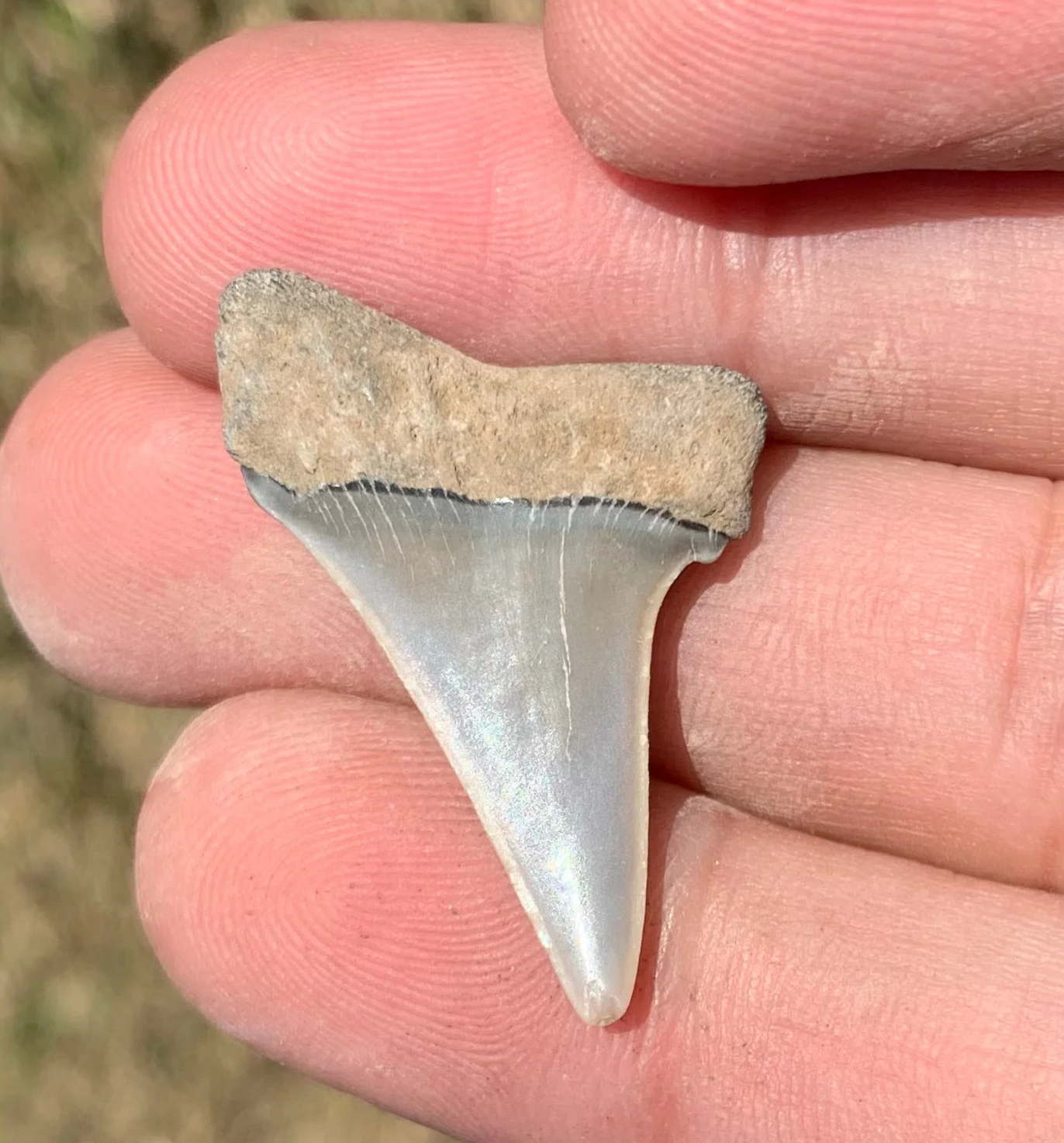 1.3” Carcharodon hastalis - Virginia