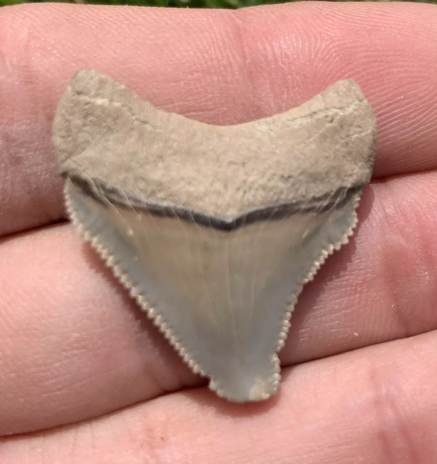 1.26” Otodus Megalodon - Virginia