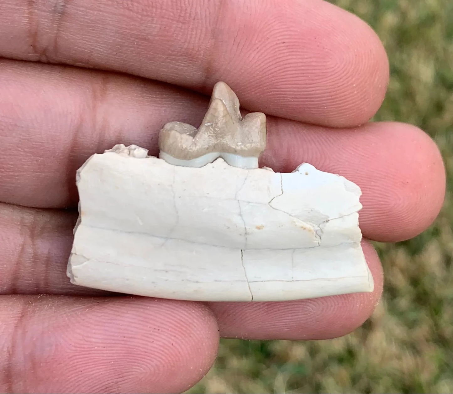 Daphoenus jaw with tooth, bear dog