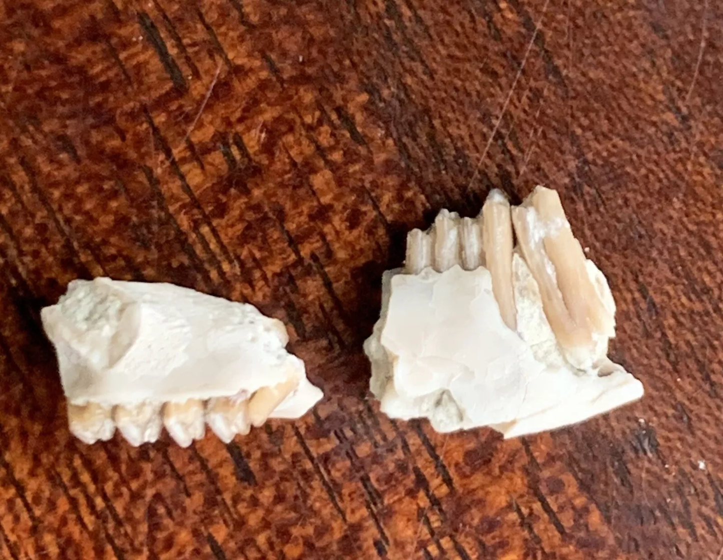 Fossil Rabbit Lower Jaw and Partial Palate, Palaeolagus