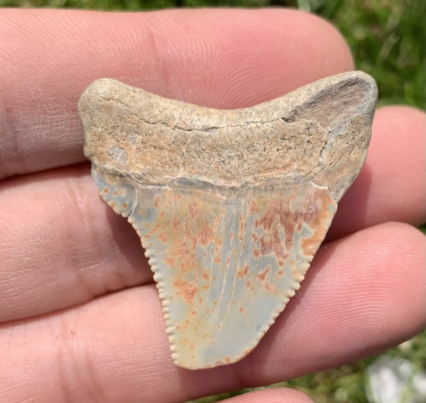 1.4” Otodus Megalodon - Virginia