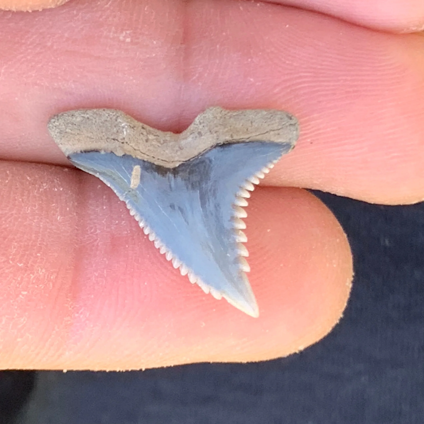 .94” Hemipristis serra Shark Tooth - Virginia