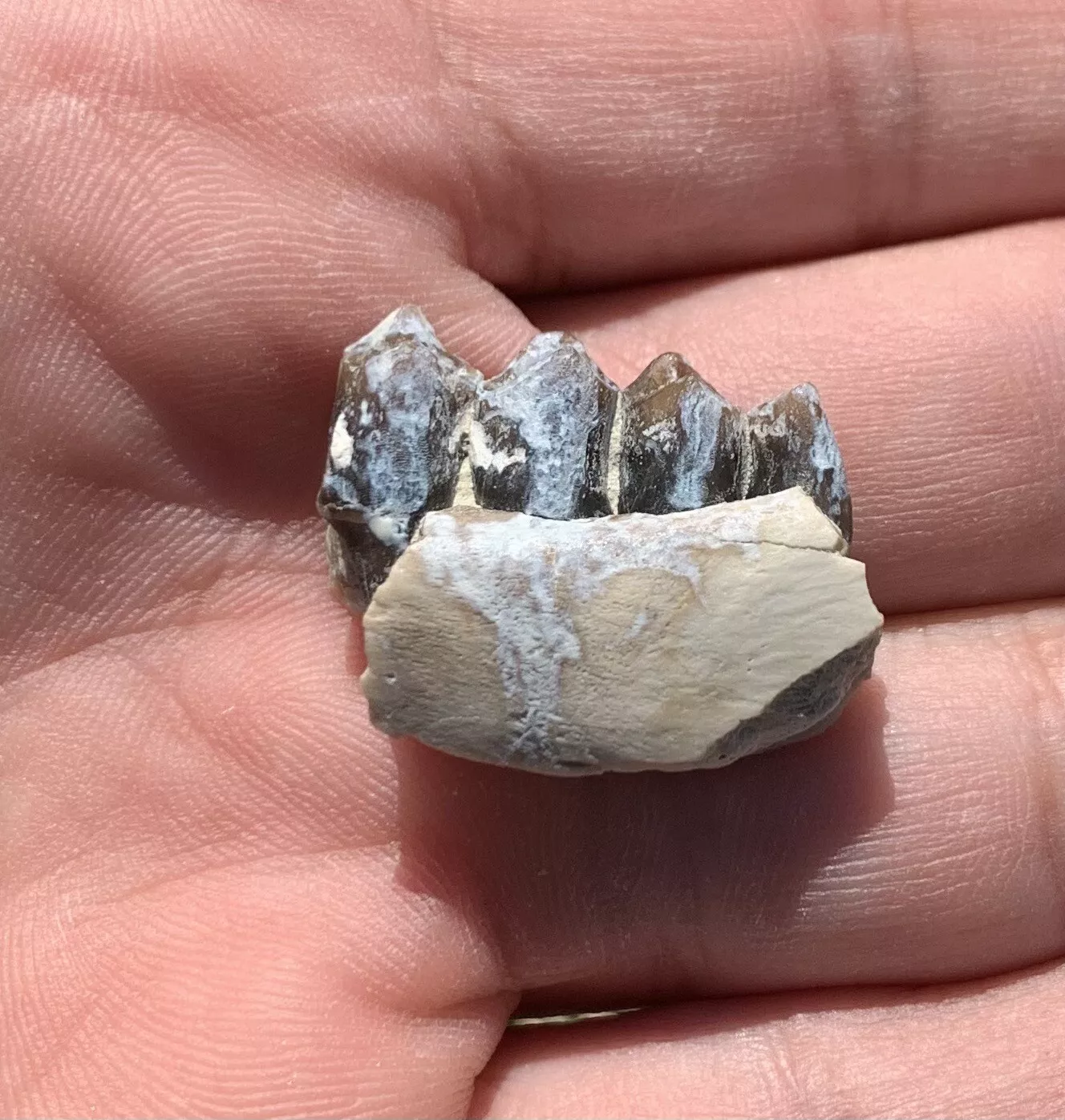 Camel Jaw Section With Teeth, Poebrotherium