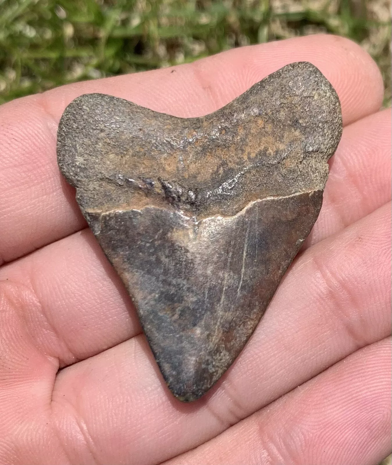 1.89” Otodus Megalodon - Virginia