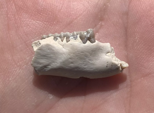 Fossil Squirrel  Jaw, Ischyromys