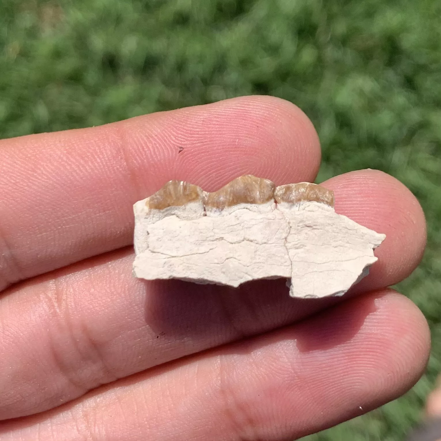 Camel Jaw Section With Teeth, Poebrotherium