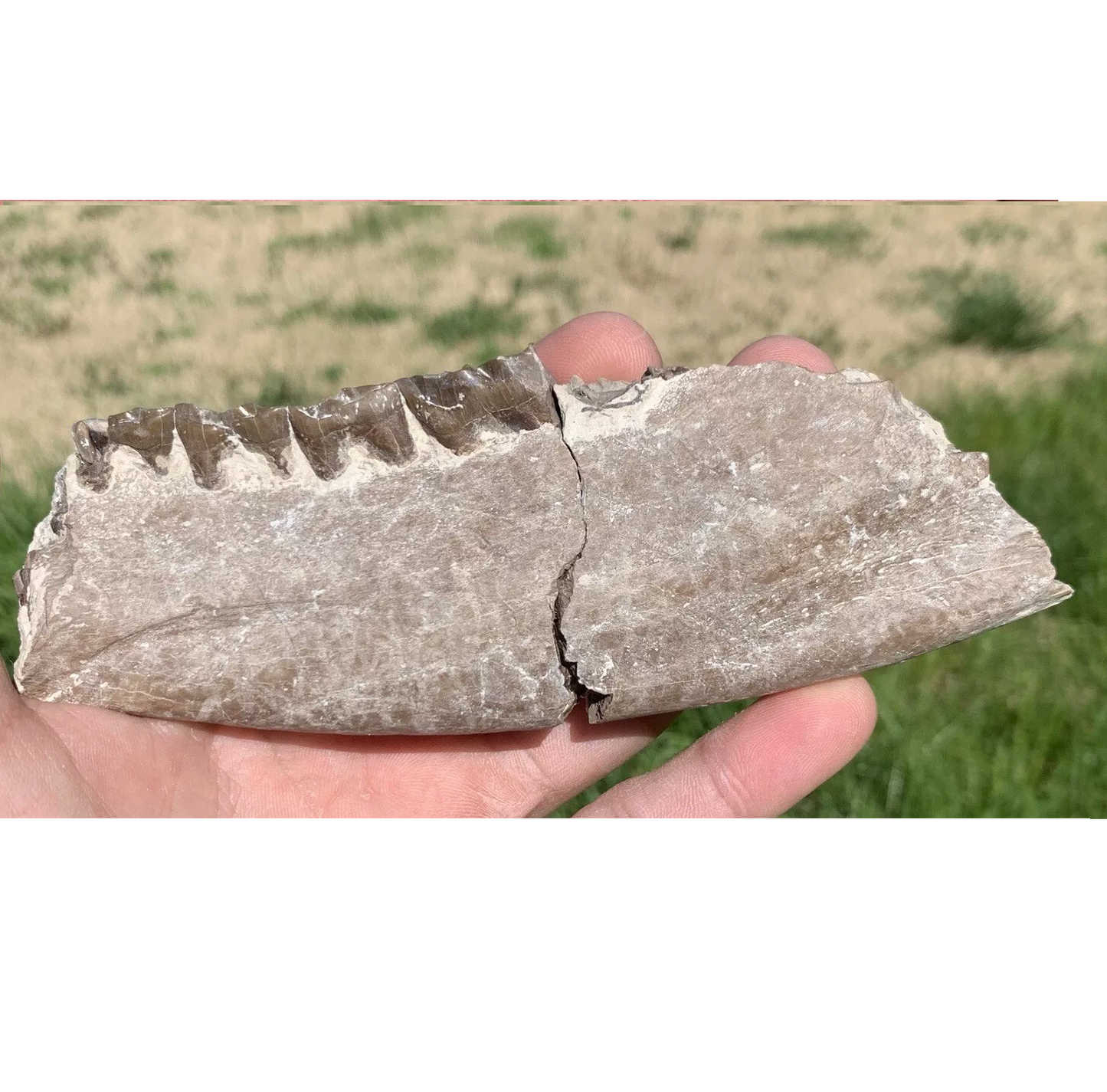 Large Rhino Lower Jaw, Subhyracodon, Brule Formation, Nebraska