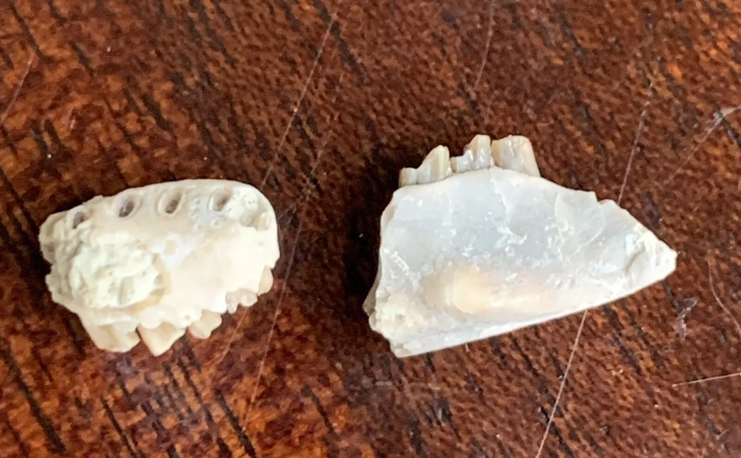 Fossil Rabbit Lower Jaw and Partial Palate, Palaeolagus