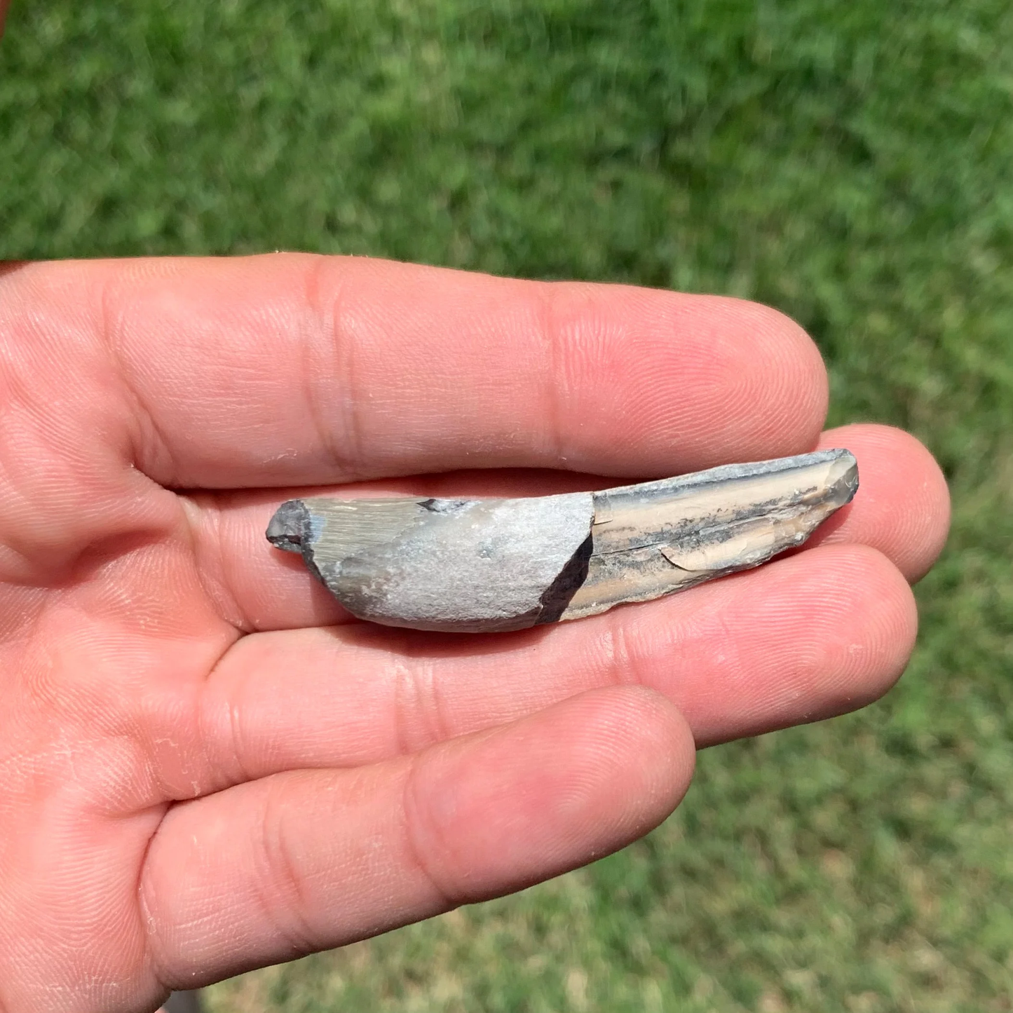 Squalodon whale tooth from the Lee Creek Mine